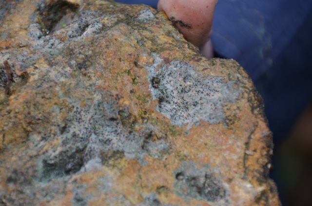 2011 12 A la découverte des lichens 40